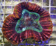 Symphyllia spp. (Rainbow)