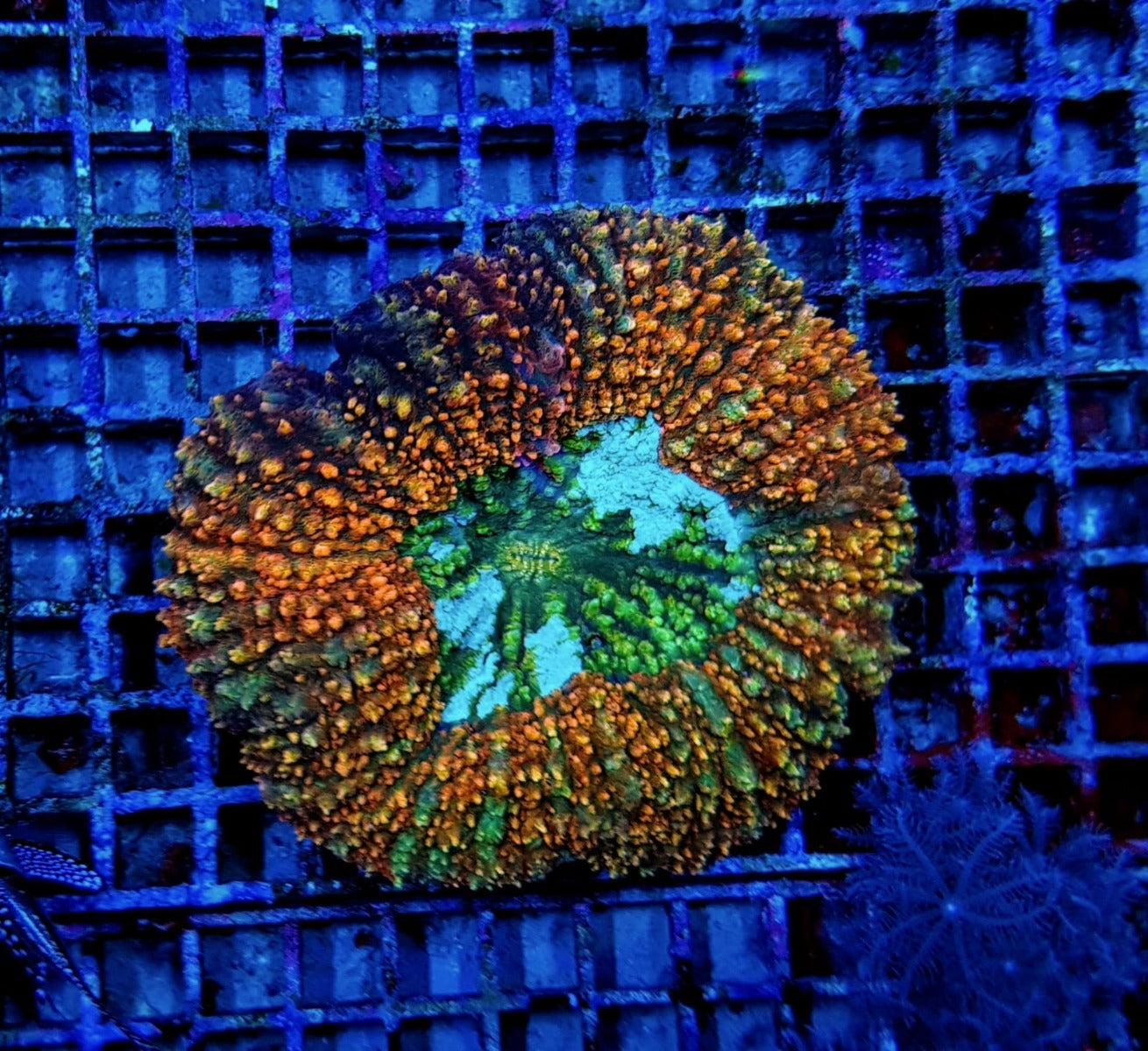 Symphyllia spp. (Rainbow)