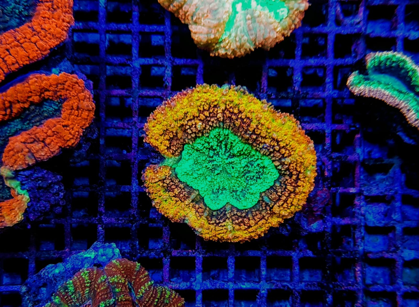 Symphyllia spp. (Rainbow)