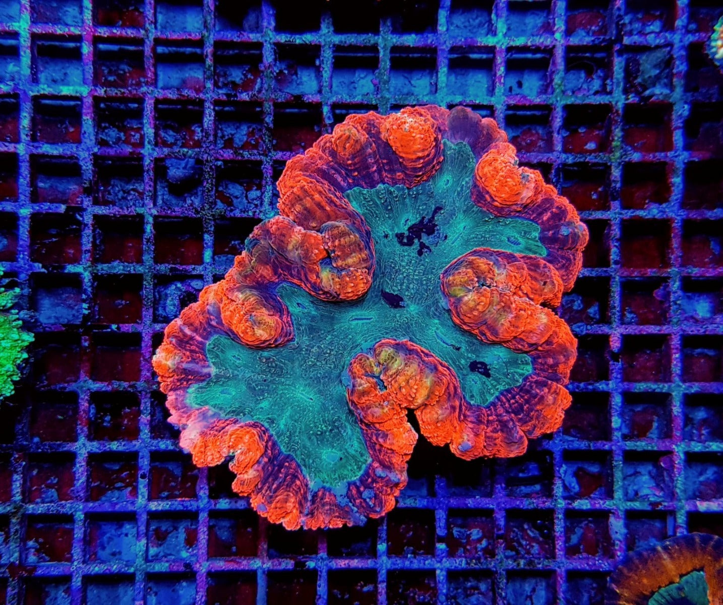 Symphyllia spp. (Rainbow)