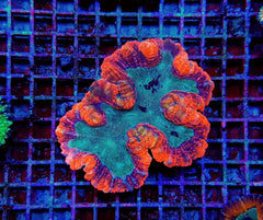 Symphyllia spp. (Rainbow)