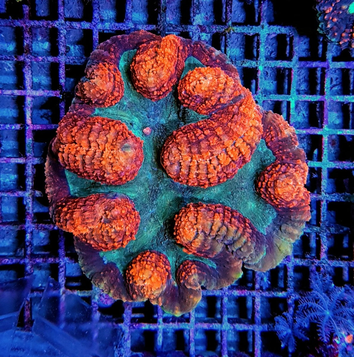 Symphyllia spp. (Rainbow)