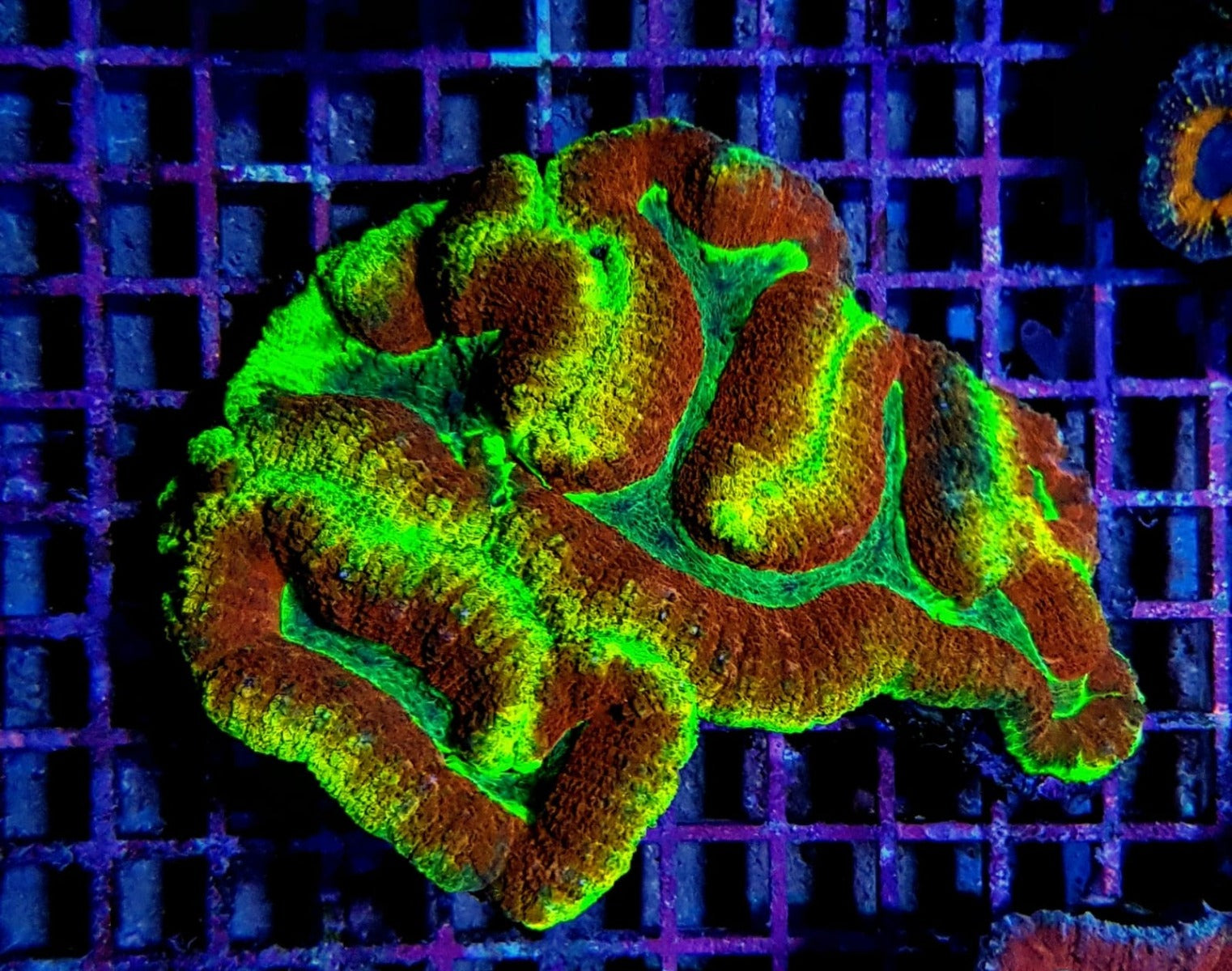 Symphyllia spp. (Rainbow)