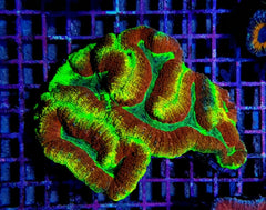 Symphyllia spp. (Rainbow)