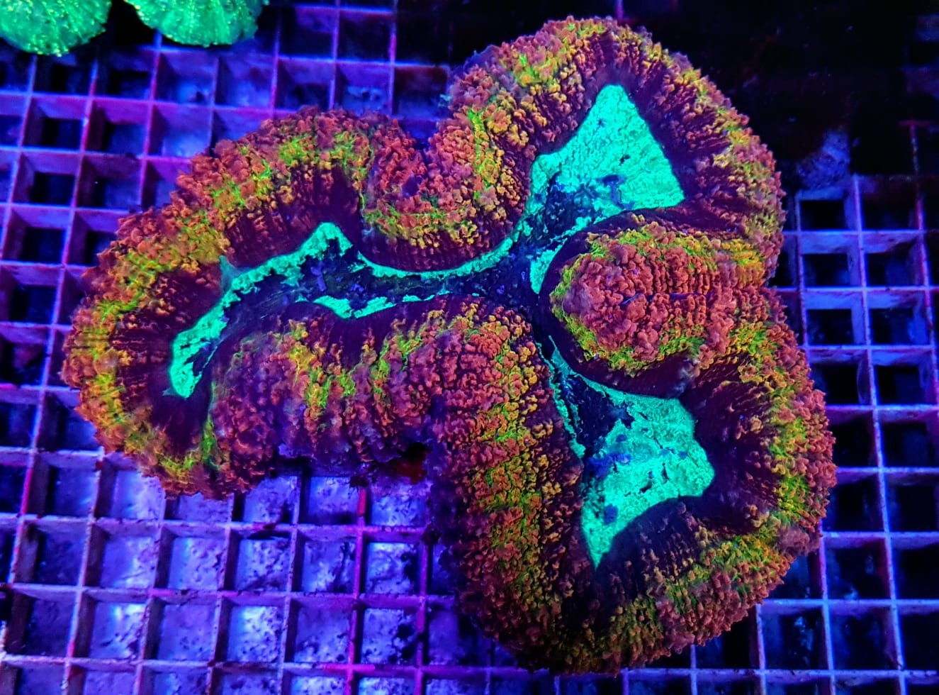 Symphyllia spp. (Rainbow)