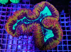 Symphyllia spp. (Rainbow)