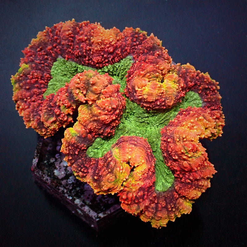 Symphyllia spp. (Rainbow)