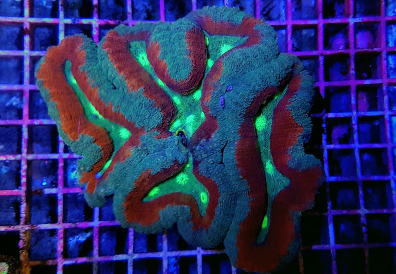 Symphyllia spp. (Splitcolor) (Premium)