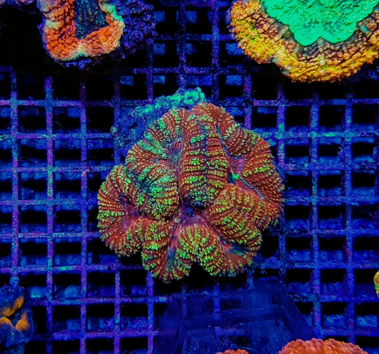 Symphyllia spp. (Splitcolor) (Premium)