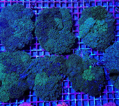 Sympodium spp. (Blue)