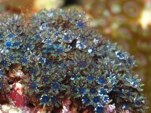 Sympodium spp. (Blue)