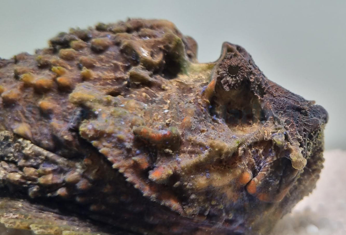 Synanceia horrida