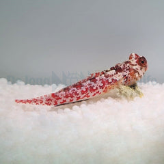 Synchiropus moyeri