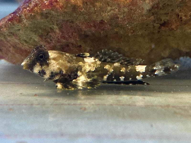 Synchiropus ocellatus - T.B.