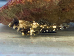 Synchiropus ocellatus - T.B.