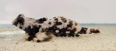 Synchiropus ocellatus