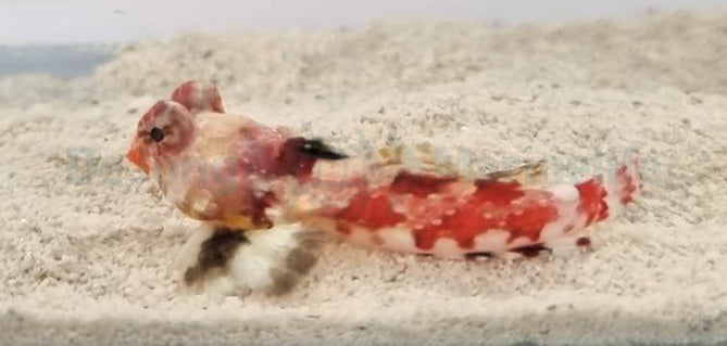 Synchiropus stellatus
