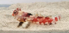 Synchiropus stellatus