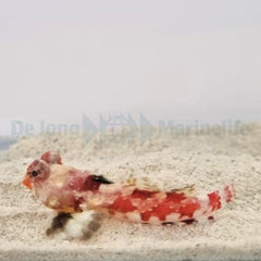 Synchiropus stellatus
