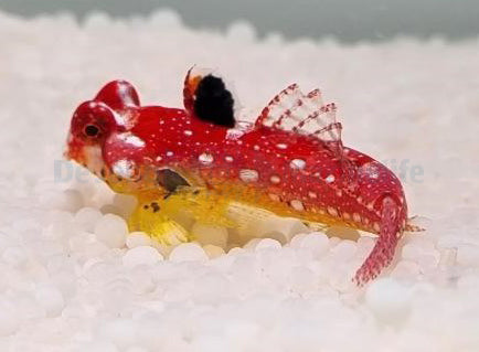 Synchiropus sycorax (female)