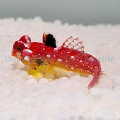 Synchiropus sycorax (female)