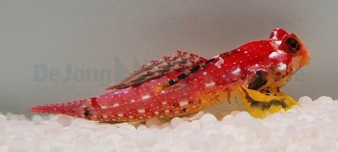Synchiropus sycorax (male)