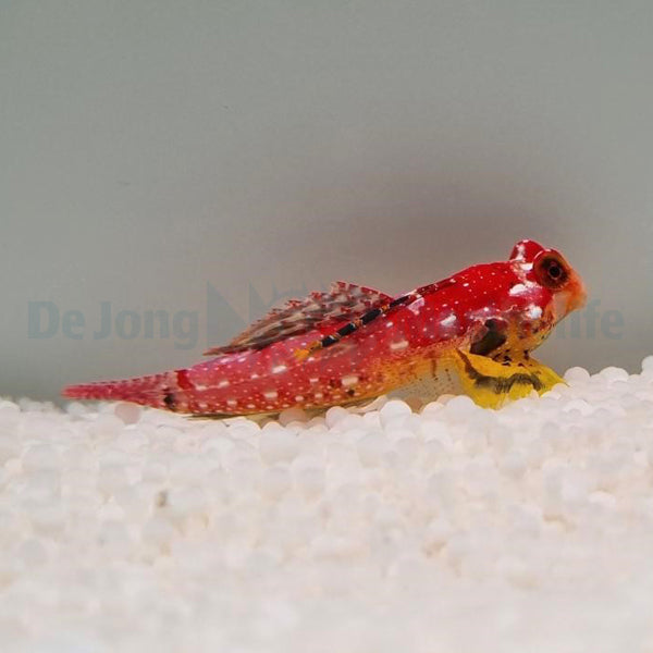 Synchiropus sycorax (male)
