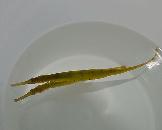 Syngnathoides biaculeatus
