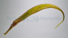 Syngnathoides biaculeatus