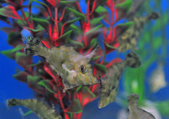 Acreichthys tomentosus - DJM Bred