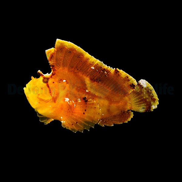 Taenianotus triacanthus (Yellow)
