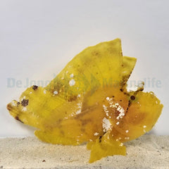 Taenianotus triacanthus (Yellow)