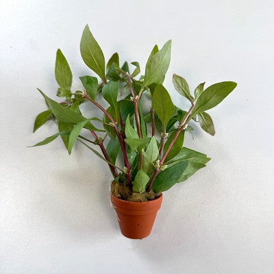 Alt.reineckii in terra cotta pot