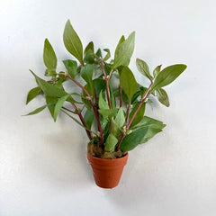 Alt.reineckii in terra cotta pot