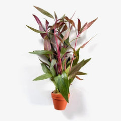 Alternanthera rosaeofolia in terra cotta