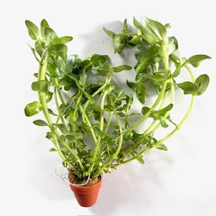 Bacopa amplexicaulis in terra cotta pot