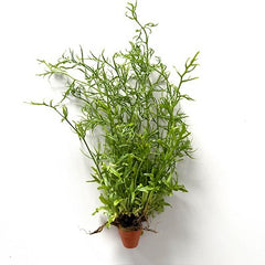 Ceratopteris cornuta terra cotta pot