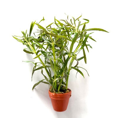 Eustralis stellata terra cotta pot