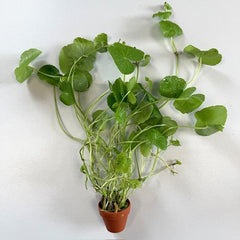 Hydrocotyle leucocephala in terra cotta