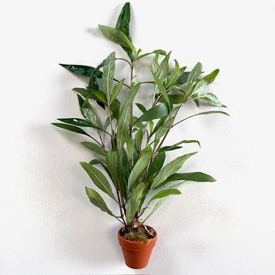Hygrophila salicifolia terra cotta pot