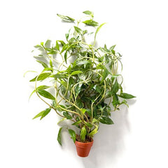 Hygrophila pantanl 'wavy in terra cotta