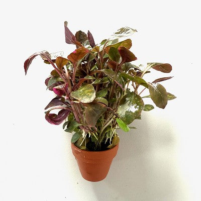 Lobelia cardinalis interra cotta  pot