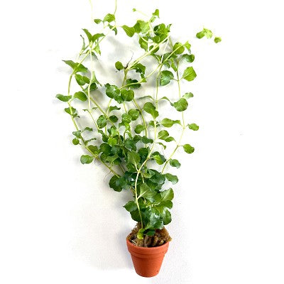 Lysimachia nummularia in terra cotta pot