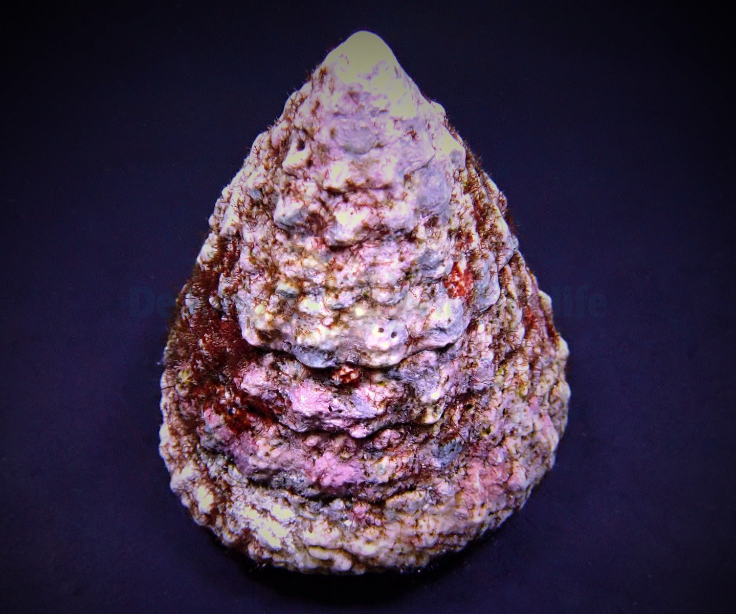 Tectus fenestratus (Show)