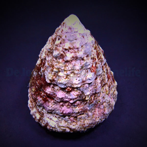 Tectus fenestratus (Show)