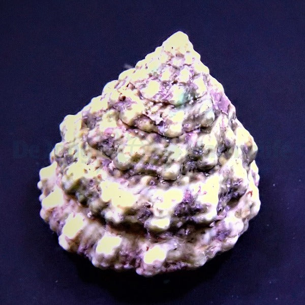 Tectus fenestratus