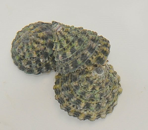 Tectus fenestratus
