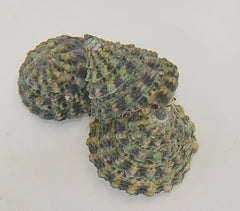 Tectus fenestratus