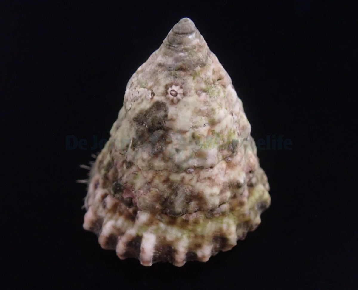 Tectus fenestratus