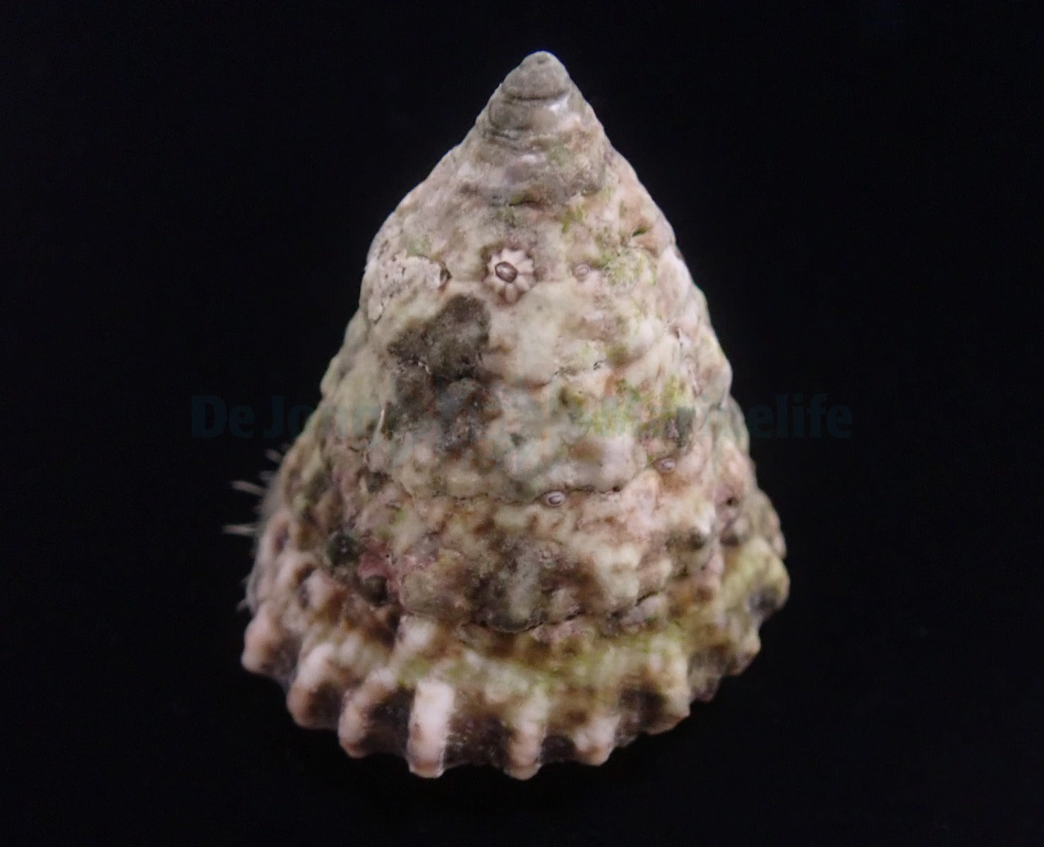 Tectus fenestratus (Show)